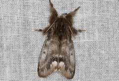 Urocoma marginalis