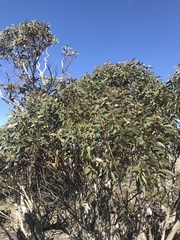 Eucalyptus pauciflora debeuzevillei