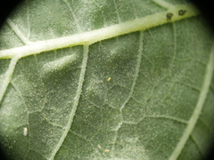 Aphelinidae