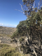 Eucalyptus pauciflora debeuzevillei