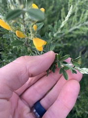 Genista