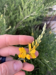 Genista