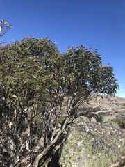 Eucalyptus pauciflora debeuzevillei