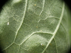 Aphelinidae