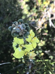 Asterolasia trymalioides