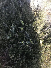 Asterolasia trymalioides