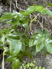 Scandia rosifolia