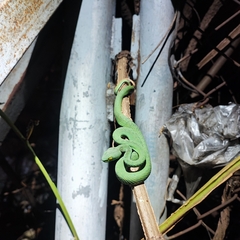 Trimeresurus macrops