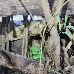 Trimeresurus macrops