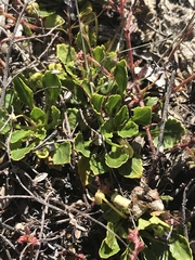 Viola improcera