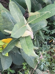 Asclepias syriaca