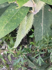 Asclepias syriaca