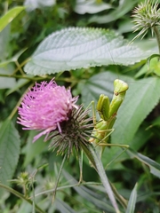Hierodula patellifera patellifera