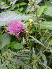 Hierodula patellifera patellifera