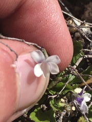 Viola improcera