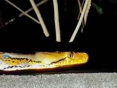 Malayopython reticulatus