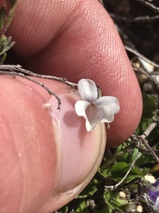 Viola improcera