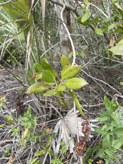 Conocarpus