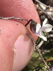 Viola improcera