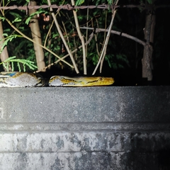 Malayopython reticulatus