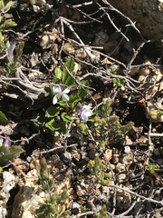Viola improcera