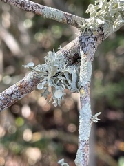 Ramalina stenospora