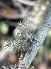 Ramalina stenospora