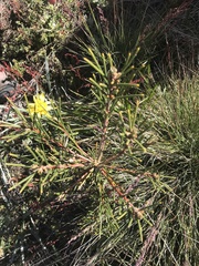 Hakea lissosperma