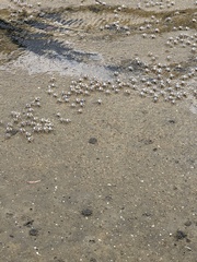 Mictyris longicarpus