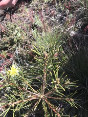 Hakea lissosperma