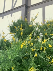 Genista