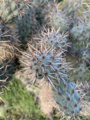Cylindropuntia prolifera