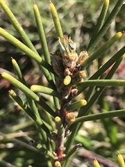 Hakea lissosperma
