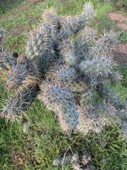 Cylindropuntia prolifera