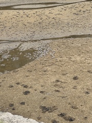 Mictyris longicarpus