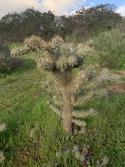 Cylindropuntia prolifera