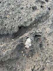 Littoraria pintado