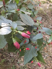 Malvaviscus arboreus