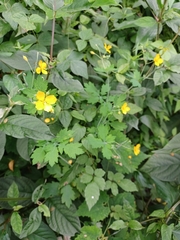 Chelidonium asiaticum