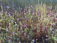 Festuca myuros