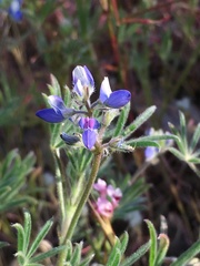 Lupinus bicolor