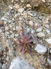 Dudleya lanceolata
