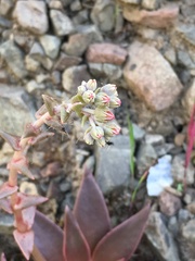 Dudleya lanceolata