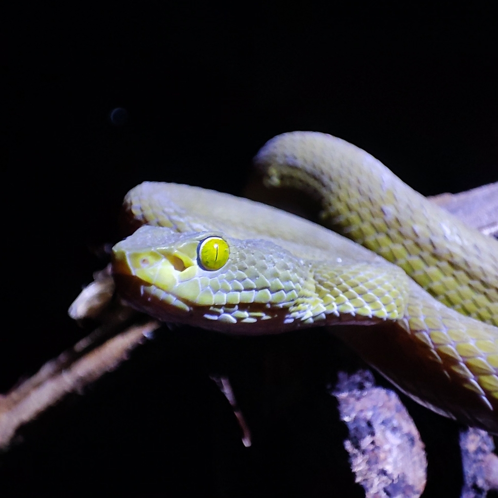 Large-eyed Pit Viper