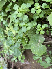 Pilea peploides major