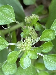 Pilea peploides major