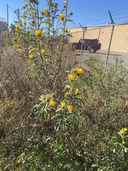 Helianthus maximiliani