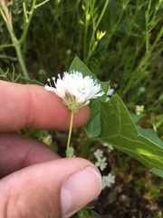 Gilia capitata