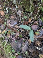 Platanthera transversa