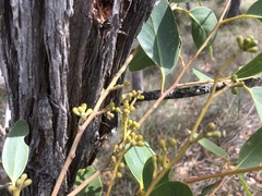 Eucalyptus arenacea